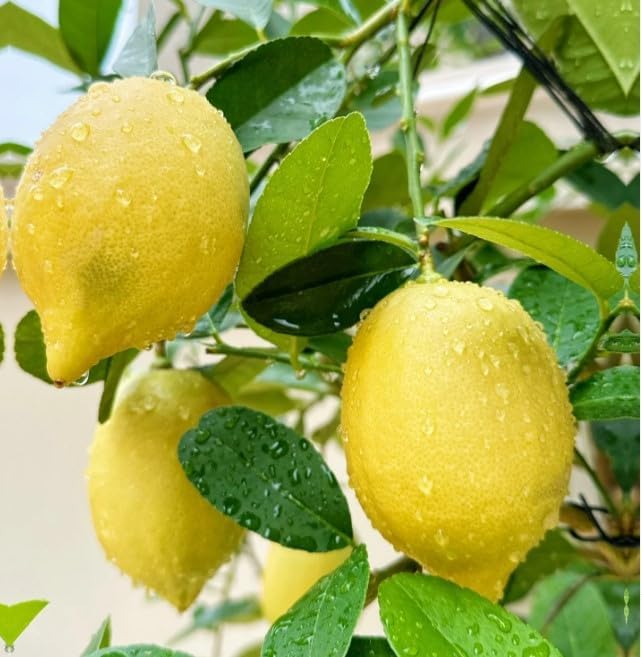 30pcs Perfume Lemon Seeds - Grow Your Own Bonsai or Full-Size Fruit-Bearing Tree - Non-GMO, Heirloom, Organic - Ideal for Zones 8-11
