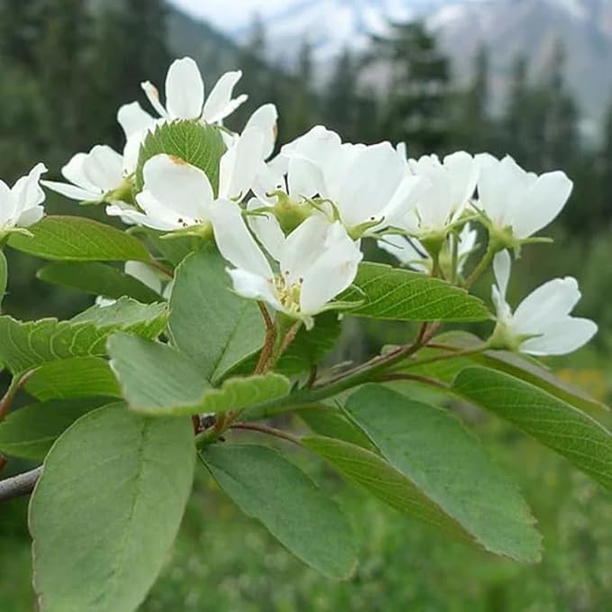 Amelanchier alnifolia c.s. (Saskatoon Serviceberry) Fruit Seeds, Purplish-Black Berries with Sweet Flavor, Seeds by MySeeds.Co, You Choose The Amount (0.5 oz)
