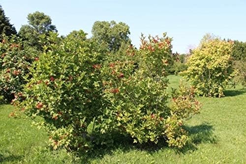 American Cranberry Bush Seeds (Viburnum trilobum) – 25+ Heirloom Seeds per Packet by Isla’s Garden Seeds, Hardy Shrub with Red Berries, Edible Landscaping for Home Gardens