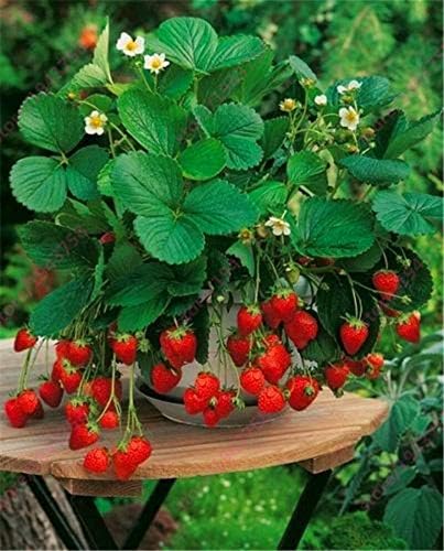 Seeds Alpine Strawberry Alexandria/Everbearing/All Year Round/Non GMO/Heirloom