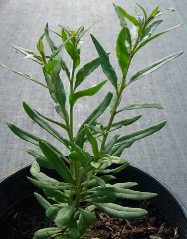 Live Goji Berry Plant Bush for Planting, Goji Berry Ready to Plant, 4 to 10 Inc Tall, Come No Pot, Goji Berries Tree Plant Live