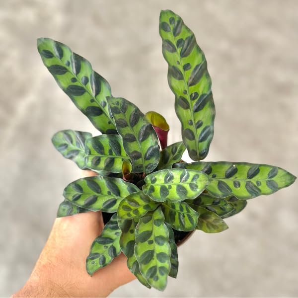 Rattlesnake Calathea Plant in 2" Pot - Live Rattlesnake Plant - Pet Safe Air Purifying Indoor Outdoor House Plants Flowers for Home Office Wedding Decor & Birthday Gift (Small)(Heat Pack Included)