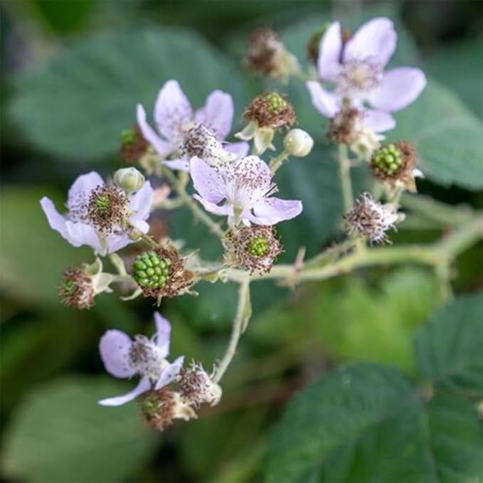 BlackBerry Plant Freedom-Ark (4 Pack) | Live Fruit Plant for Planting | Thornless & High-Yielding Variety | Large, Sweet & Juicy Berries | Perfect for Fresh Eating & Organic Gardens | Easy to Grow
