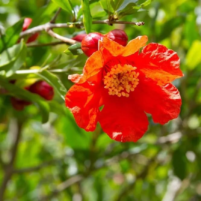 Live Pomegranate 'Wonderful' Plants (Punica Granatum 'Wonderful') - Fruit-Bearing, Drought-Tolerant, Easy to Grow (4 Pomegranate Wonderful Cups)