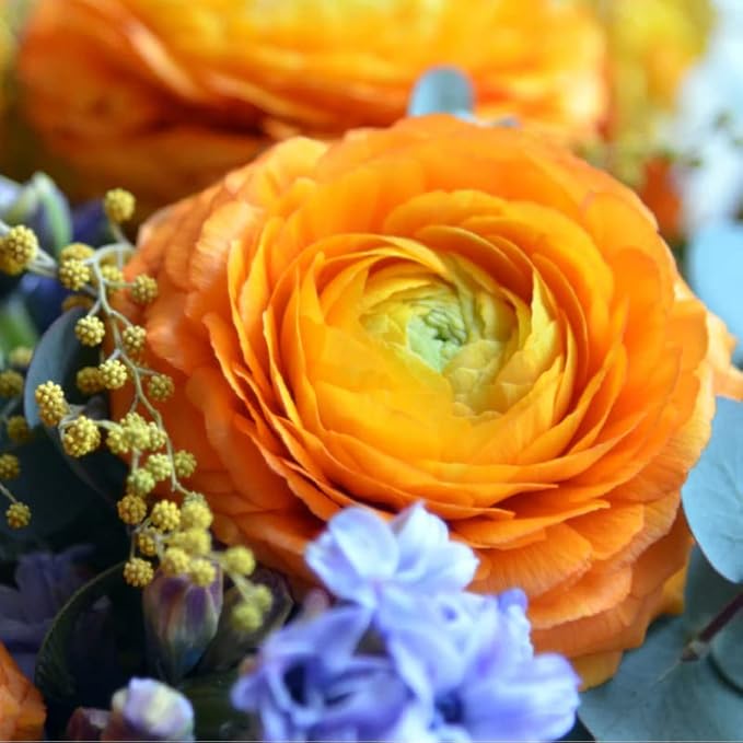 Orange Ranunculus Flowers Bulbs for Spring Planting, Perennial Flower Bulbs, Early Spring Flower to Plant Outside, Colorful Blooms Groundcover Bulbs, Top Size