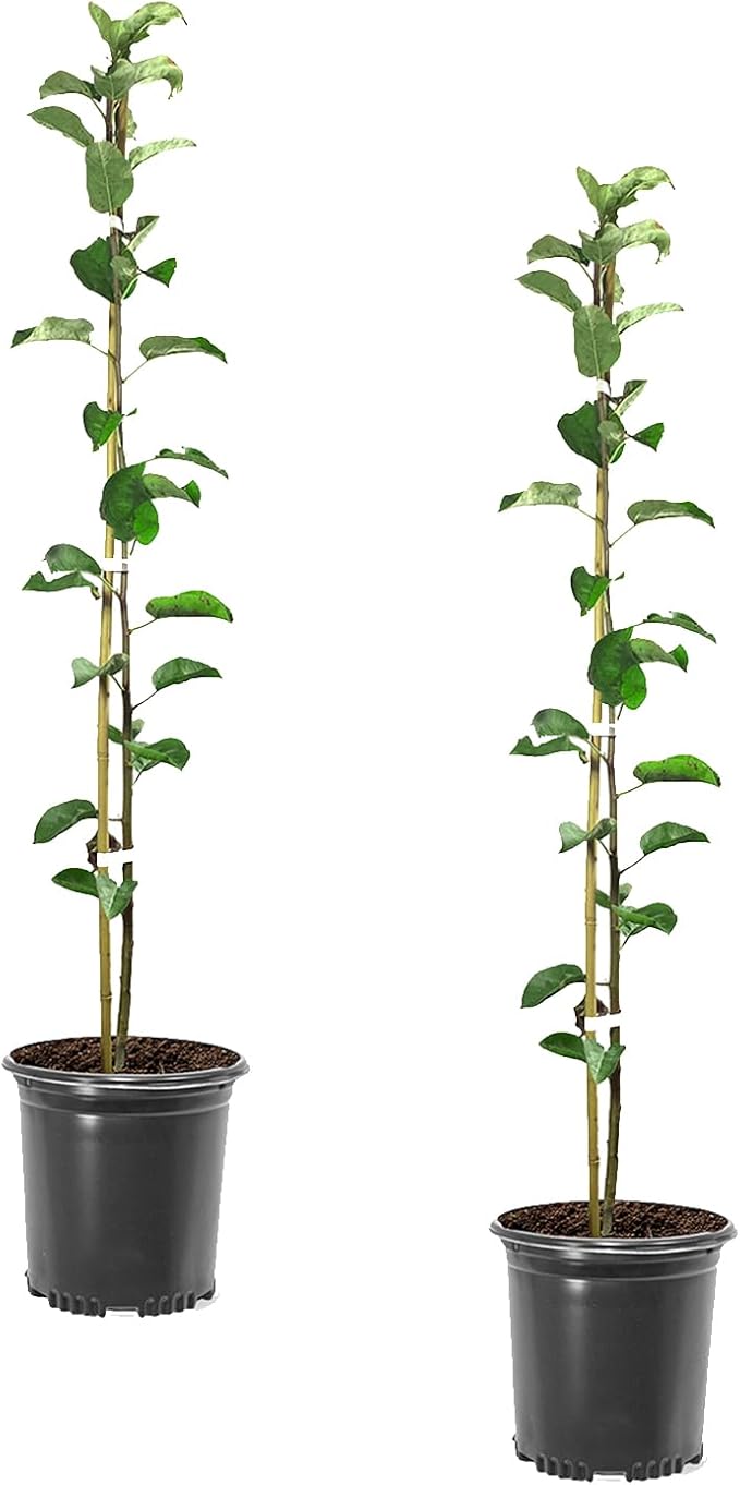 Red Delicious Apple Tree, Deciduous, Fruit Bearing, Fast Growing, 1 gal Nursery Pot, 2-3 ft. Tree Height (Due to Agricultural Laws, we Cannot Ship to CA, AZ, AK, or HI), 2 Trees