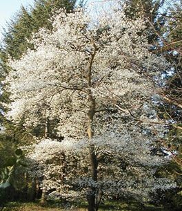 Amelanchier Candensis, Juneberry, Serviceberry, 4-8" Tall Potted Plant, Great as a potted plant, or specimin garden plant