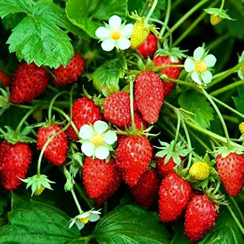 Seeds Alpine Strawberry Alexandria/Everbearing/All Year Round/Non GMO/Heirloom