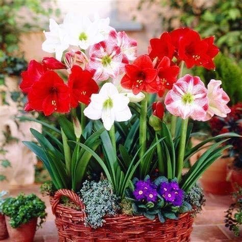 Amaryllis Garden Bulbs for Planting - Top Size Bulbs - Grow Amazing Mixed Color Amaryllis Flowers (10 Bulbs)