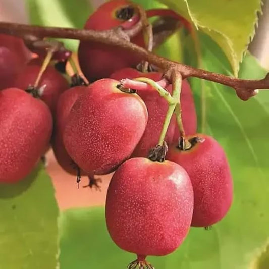 Set of 2 Live Hardy Kiwi Berry Plants, Fast-Growing Kiwi Vines for Garden or Trellis, Well-Rooted Starter Plants, 5-9" Tall