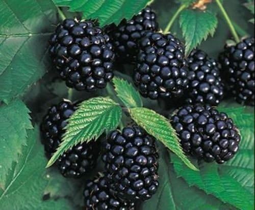 Redeo 2 Chester Thornless BlackBerry Plants, Organically Grown, Best in Zone 5-9.