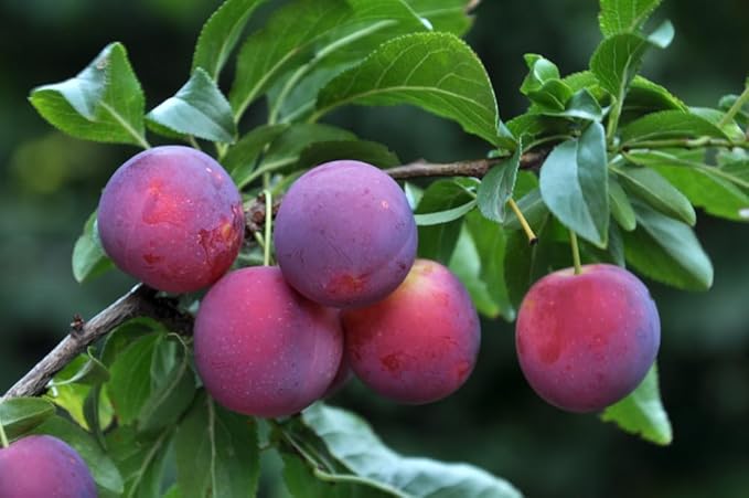 2 Sweet American Plum Tree Seedling for Planting - Well Rooted 1 Yr. Seedlings (2 Seedlings)