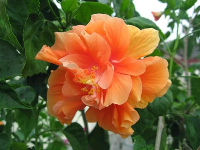American Plant Exchange Live Tropical Double Peach Hibiscus Plant with Colorful Blooms, Plant Pot for Home and Garden Decor, 10" Pot