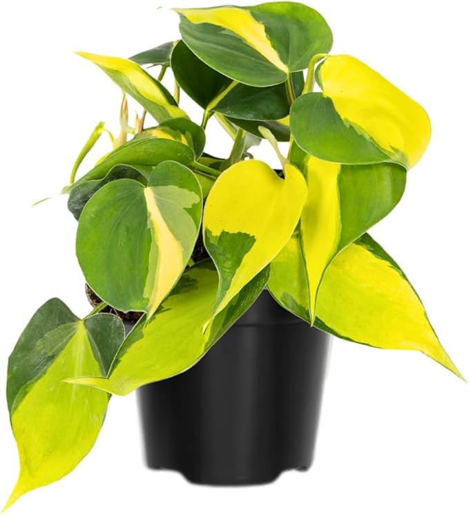 Stripe Philodendron, Fully Rooted Live Plant in 4-Inch Pot, Indoor Houseplant