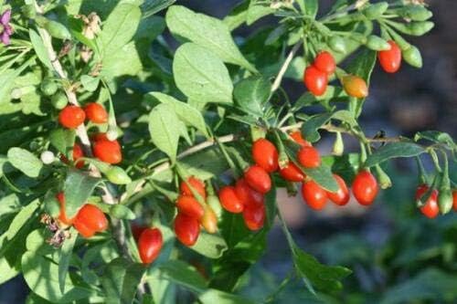 2 Live Plant Goji Berry Lycium Barbarum Rooted Cutting Healthy Super Fruit Tree #PRG1