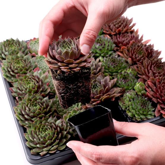 Mountain Crest Gardens Sempervivum Bulk Pack - 50 Live Cold Hardy Plants, 5 of Each Variety, Rooted in 2 Inch Pots - Real Succulents for Outdoor Projects, Landscaping & Resale
