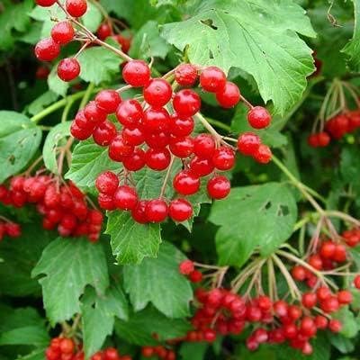 American Cranberry Bush Seeds (Viburnum trilobum) – 25+ Heirloom Seeds per Packet by Isla’s Garden Seeds, Hardy Shrub with Red Berries, Edible Landscaping for Home Gardens
