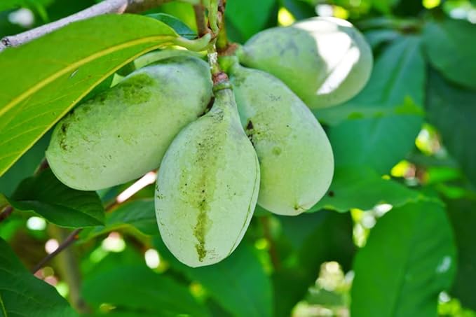 Paw Paw Tree Seeds for Planting | 6 Seeds | Edible Fruit Tree, Made in USA | Fun and Easy to Grow Your Own Food, Exotic Pawpaw Tree Seeds