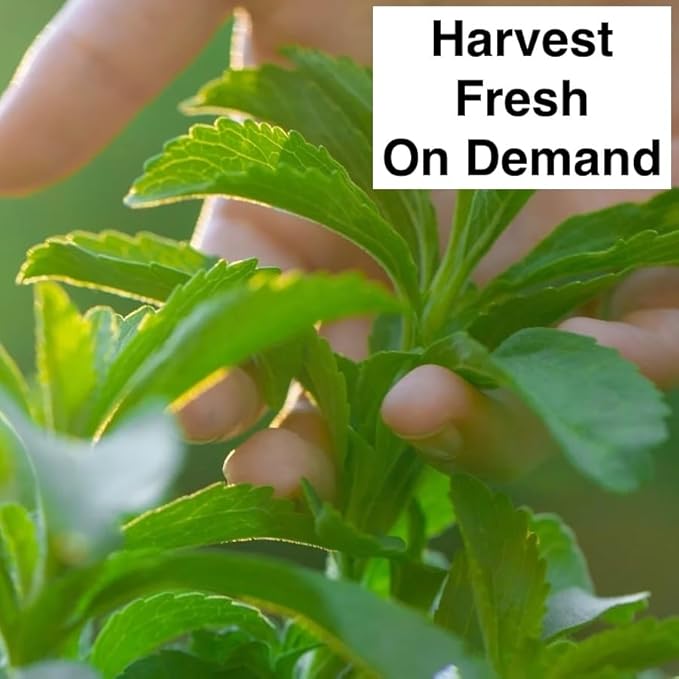 Natural Herbal Live Zero Calorie Sugar Replacement. Stevia Plants. Sweet Leaf, Sugar Leaf, Natural Sugar Substitute Herb, Easy to Grow (4 stevia sacs)