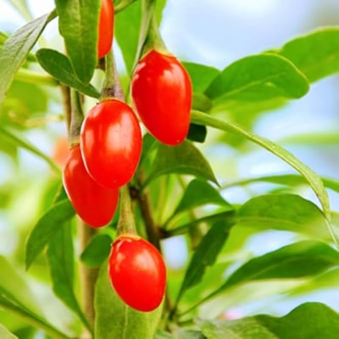 3 Red Goji Berry Trees Live Plant, Goji Berry Plant Live for Growing from 6-9 Inches Tall, Goji Berry Fruit Tree Plant Ready to Grow