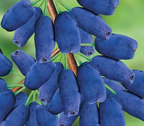 Sugar Mountain"Kalinka" Sweetberry Honeysuckle Honeyberry Vitamin Berries Potted Plant