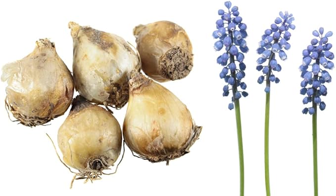 Fresh Grape Hyacinth Bulbs for Planting - muscari Armeniacum- Beautiful Spring Blooms, Perennial Garden Flowers - Bloom Early Spring (100)