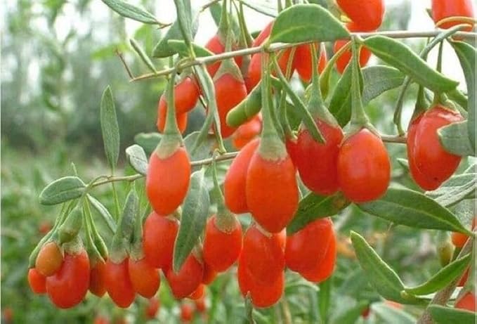 Goji Berry (lycium barbarum) - Live Plant - (1 QT)