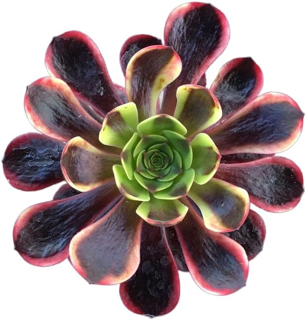 Live Succulent 4" Aeonium Superbang Fully Rooted in Pots with Soil Mix, Succulents Plants Live, Rare House Plant for Home Office Wedding Indoor Outdoor Decoration, DIY Projects by The Succulent Cult