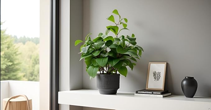 Ewtogift 19" Artificial Ficus Plant in Textured Black Ceramic Planter Tall Faux Plant with Deep Green Leaves for Modern Home Office Shelf Bathroom Tabletop Indoor Decor