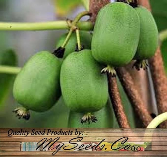 Actinidia arguta (Bower Actinidia, Hardy Kiwi, Kiwi Berry, Tara Vine) Fruit Seeds, Fruit with Sweet and Slightly Tart Flavor, Seeds by MySeeds.Co, You Choose The Amount (1 oz)