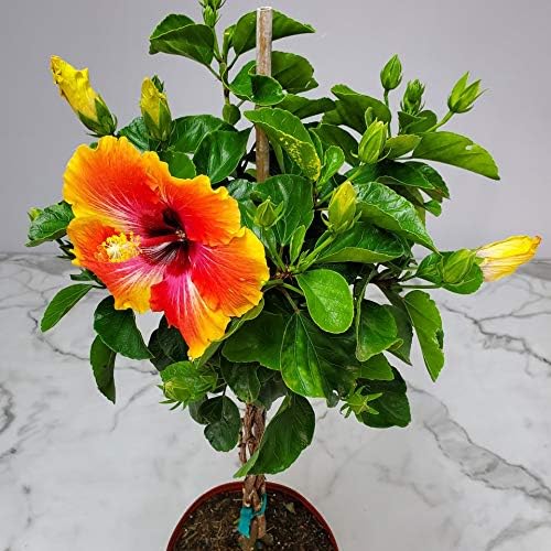 Live Hibiscus Tree Braided Fiesta - Overall Height 34" to 38" - Tropical Plants of Florida (Plant in Growers Planter)