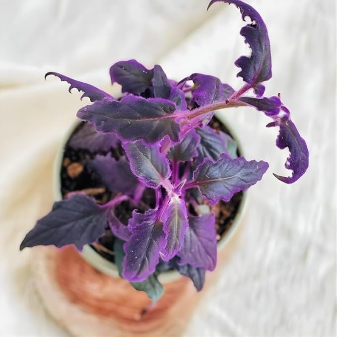 Purple Passion Plant Live Indoor Plant – 4 Inch Tall | Suitable for Home Décor & Gifts | Unique Purple Leaves, Beginner-Friendly & Compact Growth