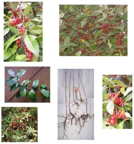 1 Autumn Olive Shrub, Fast Growing Fruit - Sweet Edible Berry - Plan for Fal
