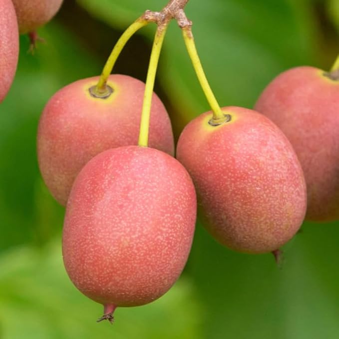 Set of 2 Live Hardy Kiwi Berry Plants, Fast-Growing Kiwi Vines for Garden or Trellis, Well-Rooted Starter Plants, 5-9" Tall