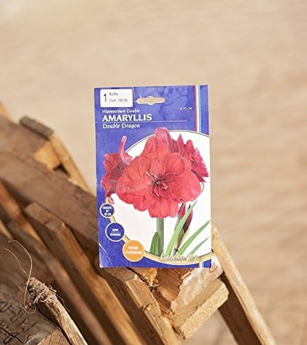 Double Dragon Amaryllis Bulb - Double Blooming Amaryllis, Easy to Grow Bulbs