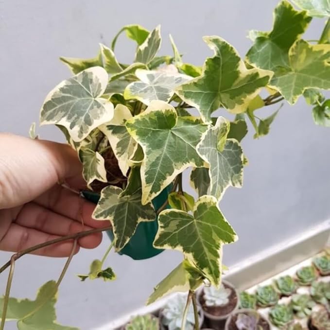 Gold Child English Ivy Live Plants in 4” Inch Pot | Hardy Gold Child English Ivy Indoor Plant for Fresh Home Greenery | Low-Maintenance English Ivy Houseplant Ideal for Home Décor