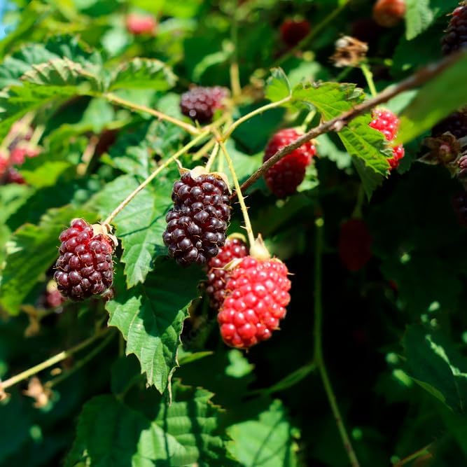 Berry Plant Boysenberry (4 Pack) | Grow Your own Food on Your Edible Organic Garden | Easy to Grow Plants | Edible Fruit Plant for Sustainable Living | Live for Planting |
