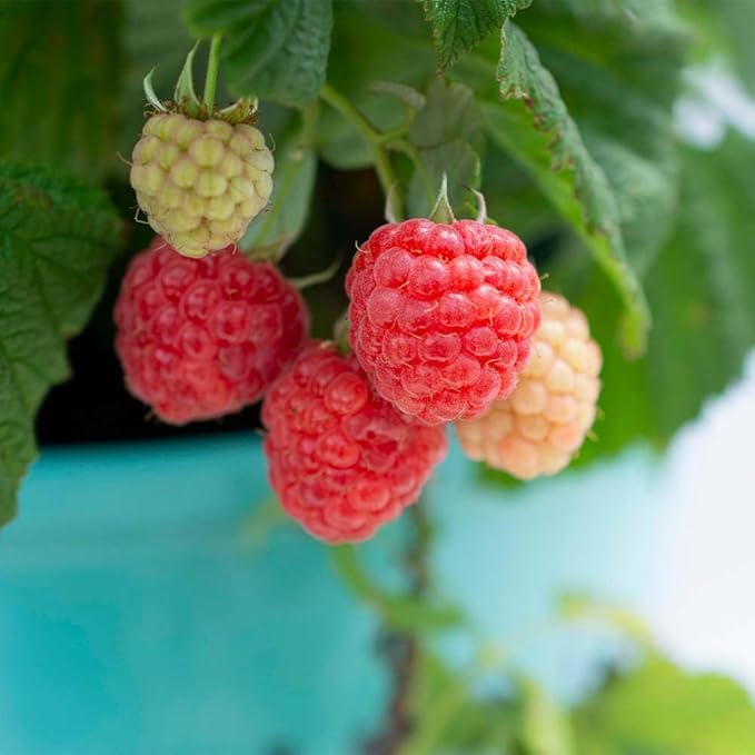 Bushel & Berry 2 Gal. Raspberry Shortcake Raspberry Shrub