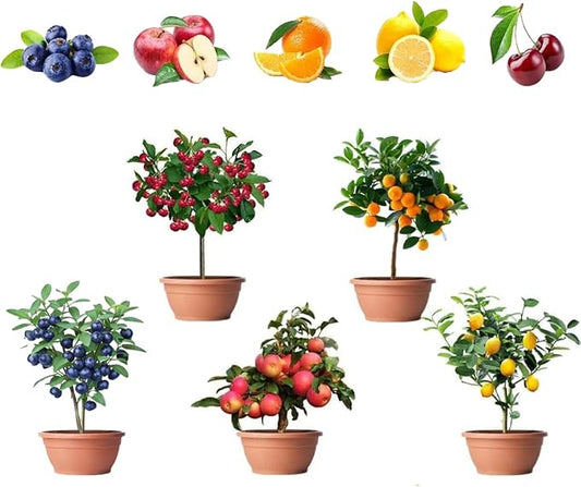160PCS Mixed Dwarf Bonsai Fruit Tree Seeds for Planting – 5 Variety Pack: 40 Lemon, 40 Orange, 40 Apple, 20 Cherry, 20 Blueberry – Heirloom Non-GMO Fruit Seeds for Indoor & Outdoor Garden