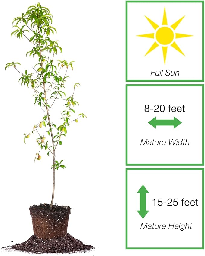 Perfect Plants Belle of Georgia White Peach Tree 4-5ft. Tall | Large Fruit | Heavy Producer | Self Fertile