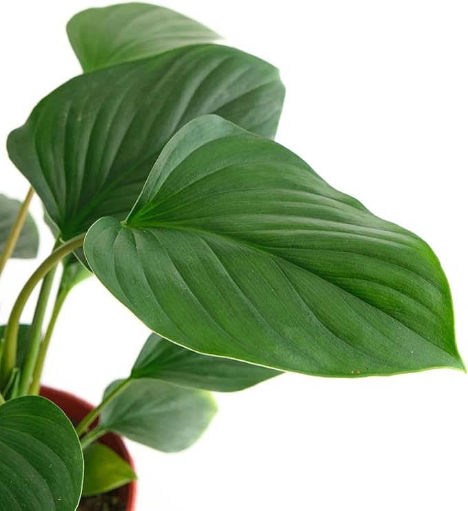 Shop Succulents Homelomena Emerald Gem, Live Indoor Plant, Low Maintenance Tropical Houseplant with Glossy Green Leaves, Ideal for Home Decor, Office, and Room Enhancement, 6 Inch Nursery Pot