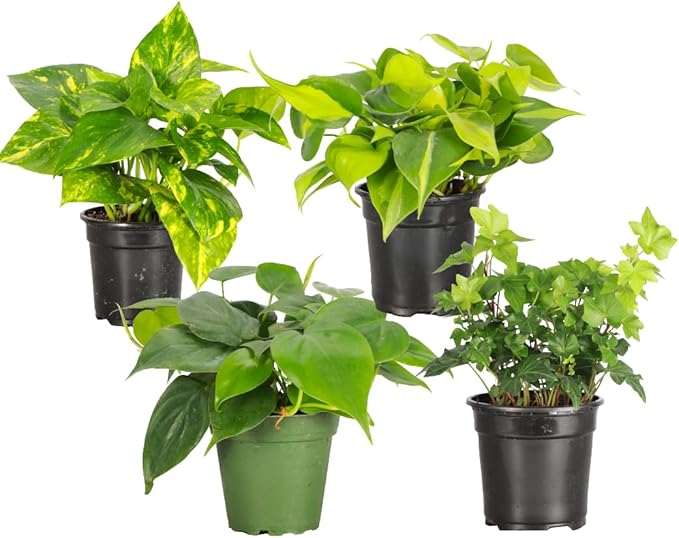 Thorsen's Greenhouse Live Trailing Houseplants (4 Pack), Vining Growth, Easy to Grow Indoor Plants, Grower's Choice Bundle, 4-inch Diameter Established Plants (Nursery Pot (4-Pack))