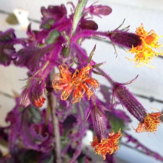 Purple Passion Plant Live Indoor Plant – 4 Inch Tall | Suitable for Home Décor & Gifts | Unique Purple Leaves, Beginner-Friendly & Compact Growth