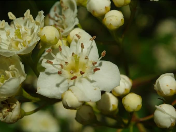 3 Plants 1 Year Old Washington Hawthorn (Crataegus phaenopyrum) 6-12” Tall