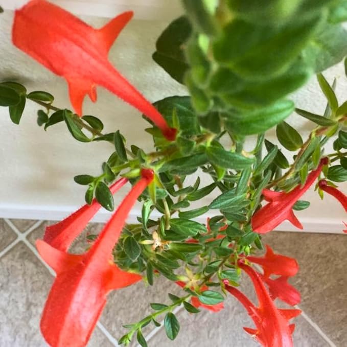 Live Goldfish Cactus Plant (Columnea Long Leaf) 4-6 Inch Tall | Long Leaf Variety, Flowering Trailing Plant Suitable for Gifts & Ideal for Home Interiors
