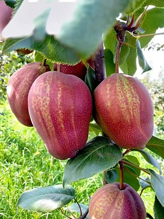 Red pear Tree, grafted. Shipped Bare Root，can Produce Fruit Next Year（早酥红梨，嫁接，裸根，今年种，明年挂果。单果重180-200克，适应性好）