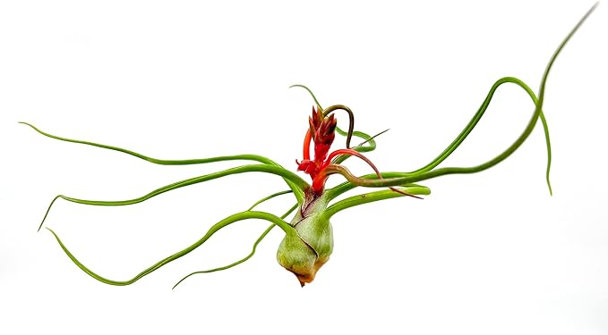 ragnaroc Air Plants - Flowering Tillandsia Bulbosa Belize, Giant 7-9" - 3ct - Live Arrival Guaranteed - House Plants for Home Decor & Gift