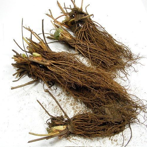 White Carolina Pineberry Plants - 25 Roots -Bareroot-Pineapple/Strawberry Flavor