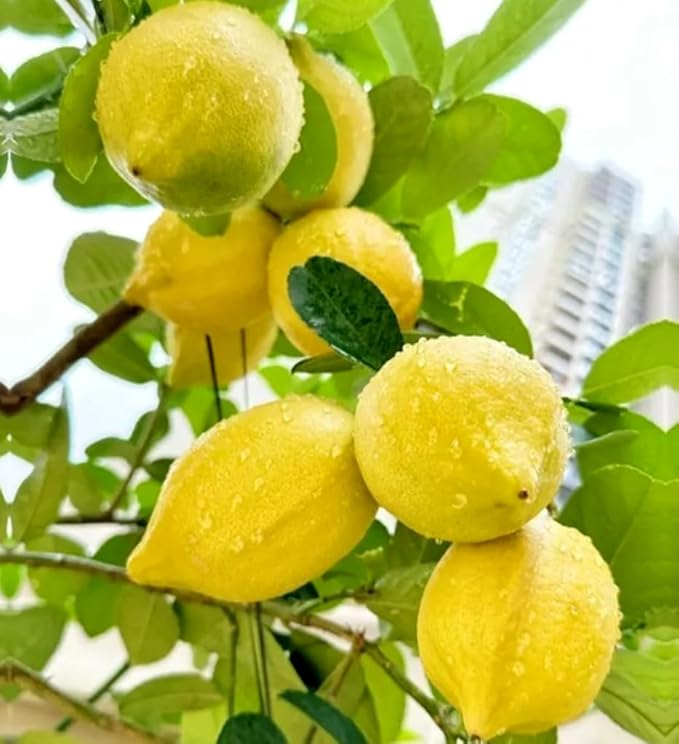 30PCS Meyer Lemon Seeds Delicious Fruit Citrus Fruit Garden Tree Seeds Heirloom