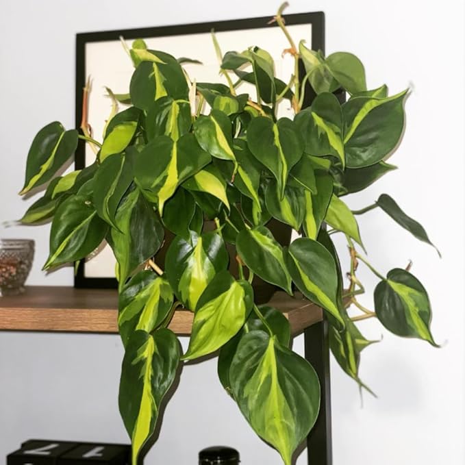 Variegated Yellow Green Philodendron Live Plant, Tropical Plant in 4 Inch Pot, Ready to Grow, Live Indoor Houseplant
